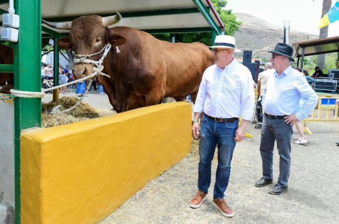 Gran Canaria respalda la preservación de la raza bovina canaria y del cochino negro