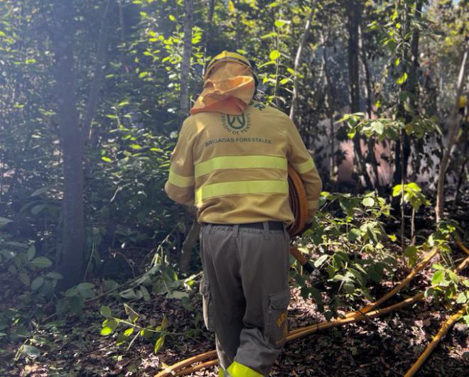 El incendio forestal de Tenerife baja a nivel 1 del INFOCA