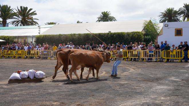 Unas 17.000 personas celebran la primera jornada de la Feria insular de Ganado