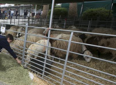 La actividad ganadera en Gran Canaria genera un volumen de negocio de 45 millones de euros al año