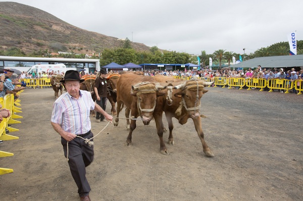 La Feria del Ganado de Gran Canaria se convierte en la fiesta del sector primario