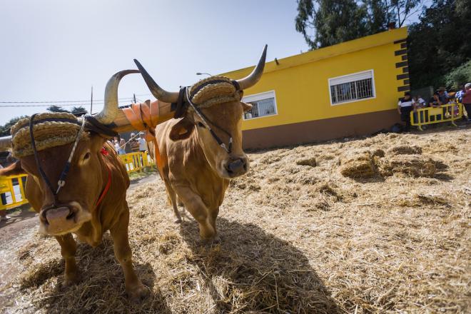 El sector primario de El Rosario protagoniza la feria de ganado del 8º Día de las Tradiciones