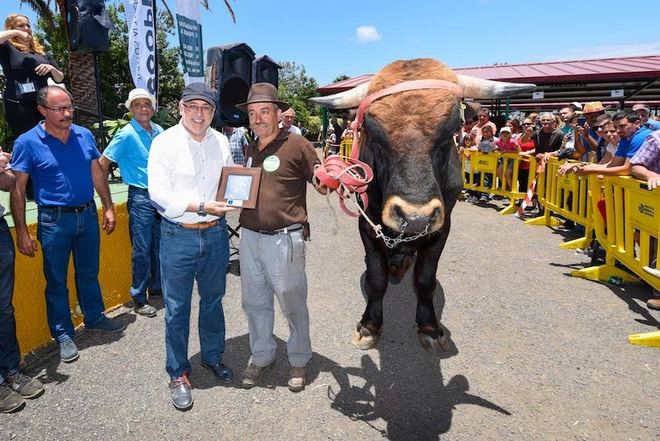 La vaca ‘Azucena’ y el toro ‘Perico’ triunfan en el Concurso de Ganado Selecto de Gran Canaria