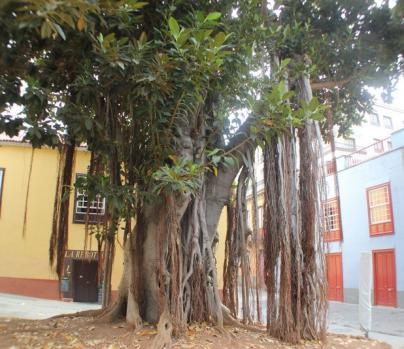 El patrimonio vegetal de Santa Cruz de Tenerife
