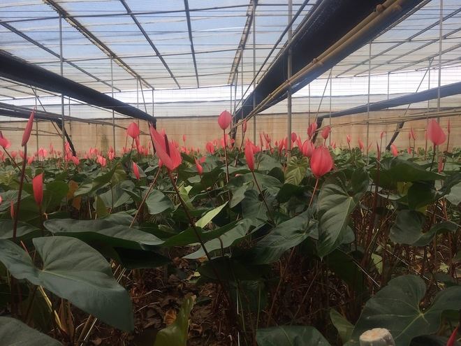 CC-PNC solicita medidas urgentes para el sector ganadero y la floricultura ante el riesgo de desaparición por el coronavirus