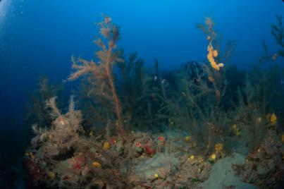 Descubren una nueva especie de anfípodo poblando el coral negro