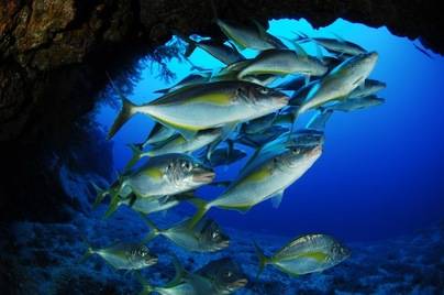 Allende: los herreños decidirán si quieren un Parque Nacional Marino