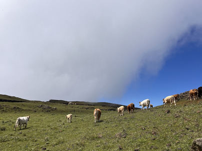 Todos los colegios de El Hierro ofrecen productos ecológicos en sus comedores