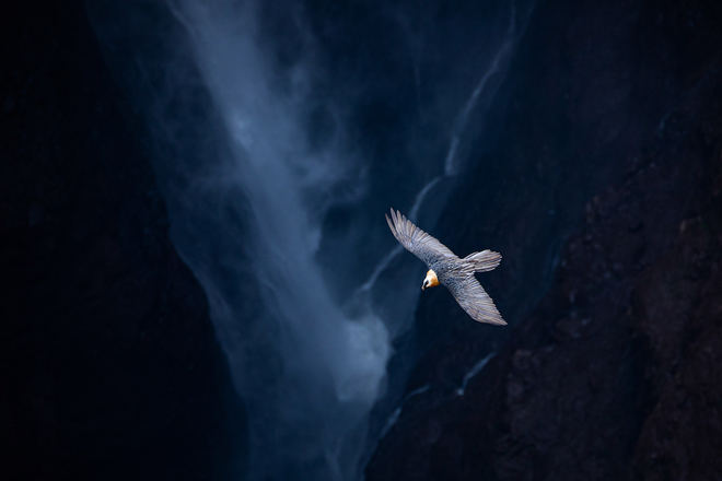Pere Soler gana el concurso fotográfico ‘NaturViera 2022’ con una icónica imagen del quebrantahuesos