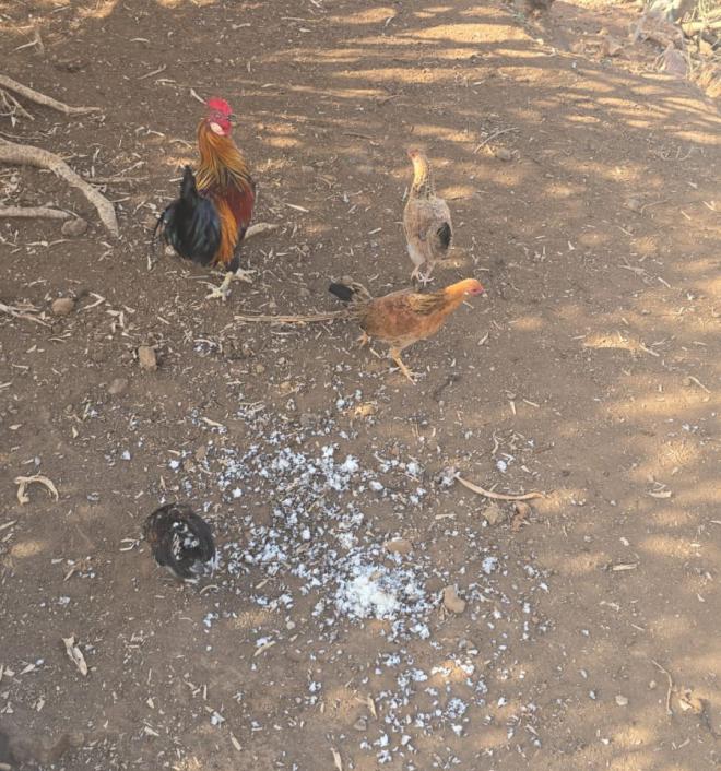 Retiran cerca de 200 gallos y gallinas salvajes en menos de una semana
