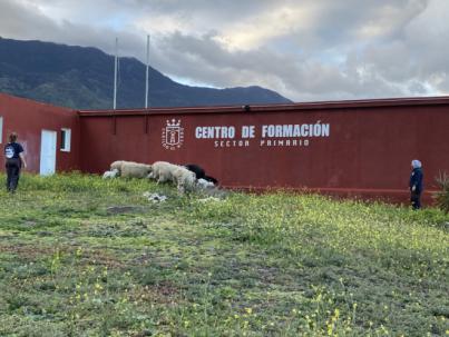 Cabildo de El Hierro anuncia selección de personal para un nuevo proyecto formativo en agroganadería