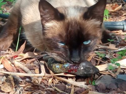 ABEQUE, ACBC, ATAN, GOHNIC presentan alegaciones al borrador de ordenanza sobre tenencia de animales