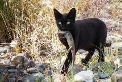 El Proyecto de Ley de protección, derechos y bienestar de los animales amenaza la biodiversidad canaria