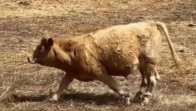PACMA solicita que actúen ante la práctica de atar las patas a las vacas