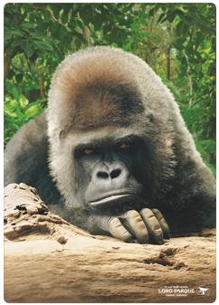 Fallece el gorila Schorsch en el Loro Parque a los 50 años