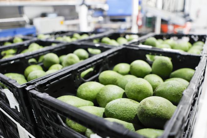 HiperDino compra 1 millón de kilos de aguacates de Canarias a productores locales