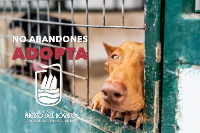 La Concejalía de Bienestar Animal pide colaboración ciudadana para fomentar la adopción de perros de la Perrera municipal