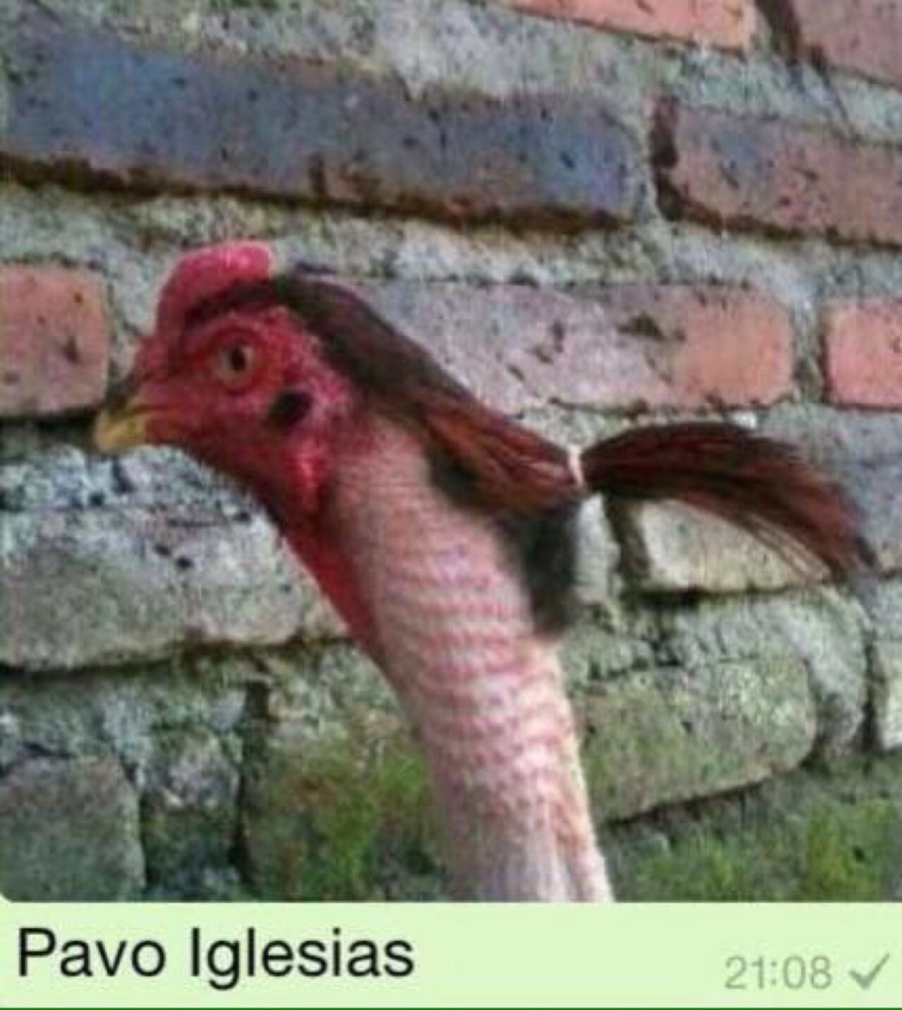 La coletilla de Pavo Iglesias