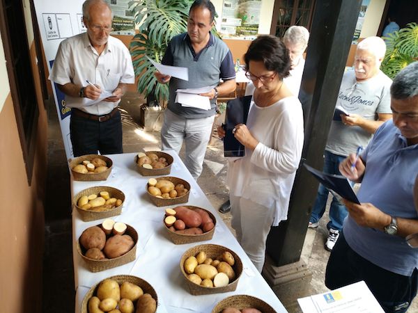La Cata de Papa de Gran Canaria eligió el mejor tubérculo