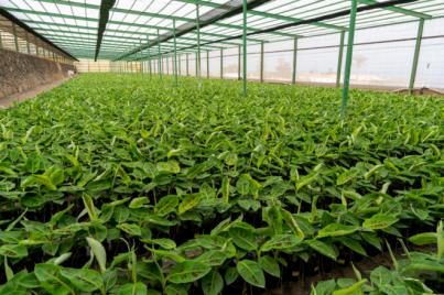 Tenerife reserva más de 900.000 plantas de platanera para garantizar el suministro a La Palma