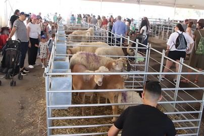 La Muestra de Uga enseña el empuje del sector primario insular