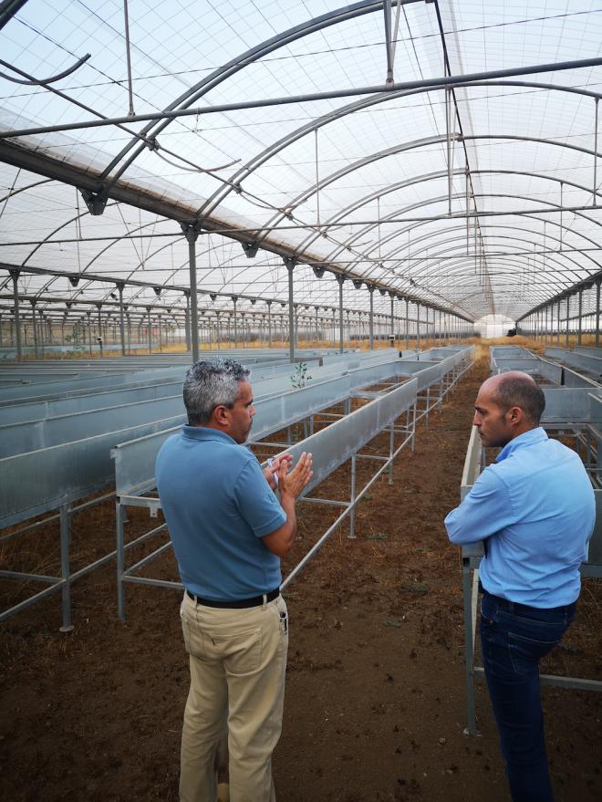 Avanza el Plan de Regeneración del cultivo de piña tropical en El Hierro