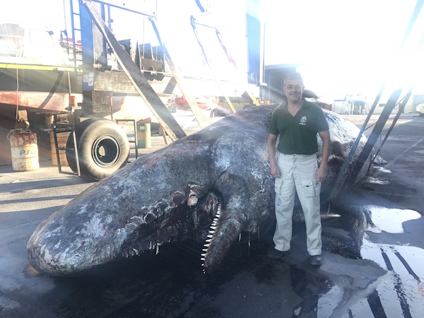 Hallan muerto un ejemplar de cachalote en aguas de El Hierro