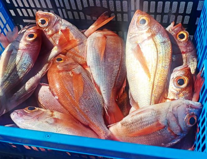 Infracciones en pesca y marisqueo recreativo en la zona costera entre Agaete y Mogán