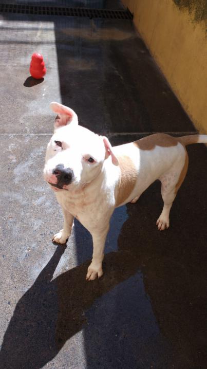 La Policía Local denuncia a una mujer por abandonar a su perro más de cinco meses