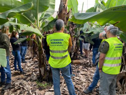 Evalúan el impacto del volcán en la platanera y las medidas para su reconstrucción