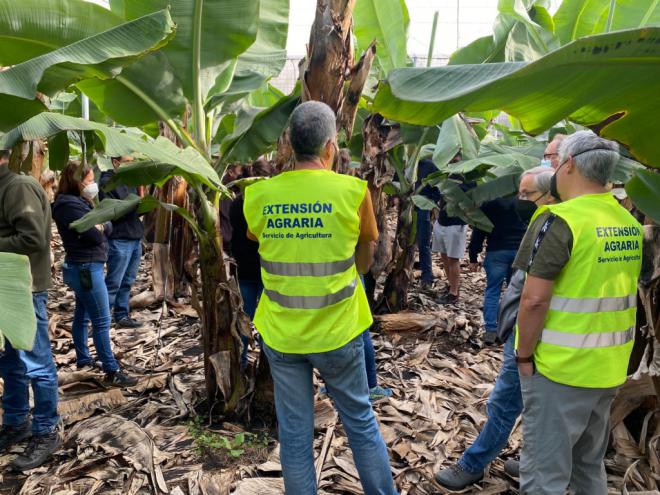 Evalúan el impacto del volcán en la platanera y las medidas para su reconstrucción