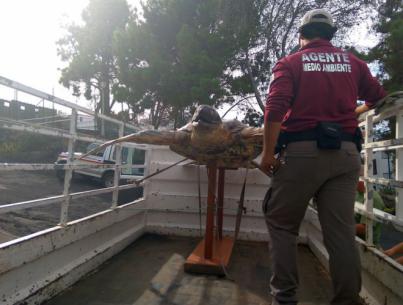 Agentes de Medio Ambiente se incautan de un ejemplar disecado de tortuga laúd