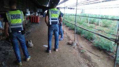 Incautadas 2500 plantas de marihuana en Guía de Isora