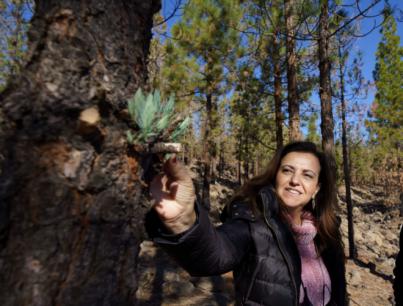El Cabildo invierte más de medio millón de euros en tareas de mantenimiento y mejoras de la repoblación de especies