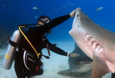Los tiburones, pieza clave de la fauna marina