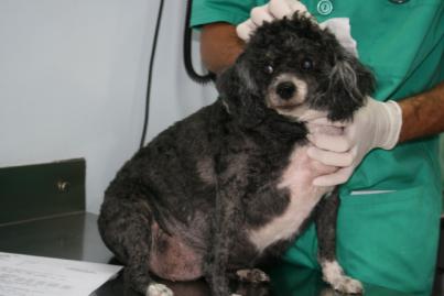 Investigadores de la ULPGC estudian si la obesidad en las mascotas está influida por la de sus propietarios