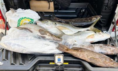 Levantan acta por intentar transportar entre islas casi 38 kilos de pescado más de lo permitido