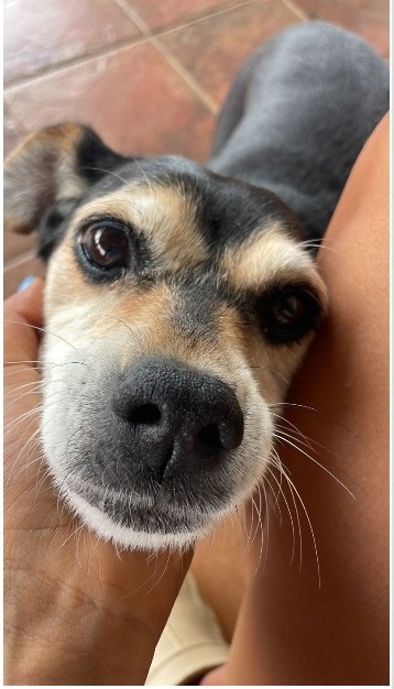 Dosis de LSD para tratar la ansiedad canina