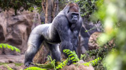 Loro Parque elegido por los viajeros de TripAdvisor, como "El Zoológico número 1 del mundo"
