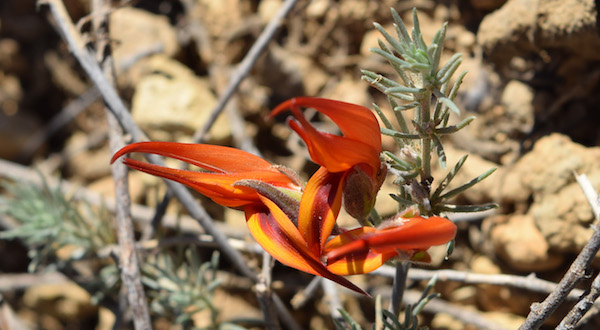 Logran germinar semillas de ‘Pico de paloma’
