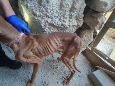 La Policía Autonómica realiza 38 inspecciones por presunto maltrato animal