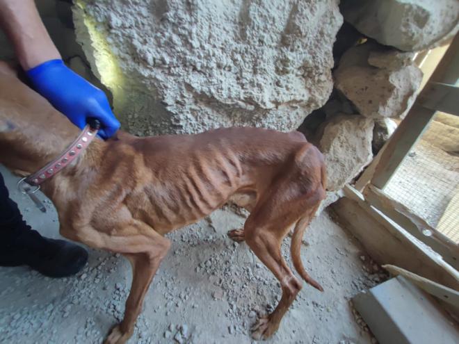 La Policía Autonómica realiza 38 inspecciones por presunto maltrato animal