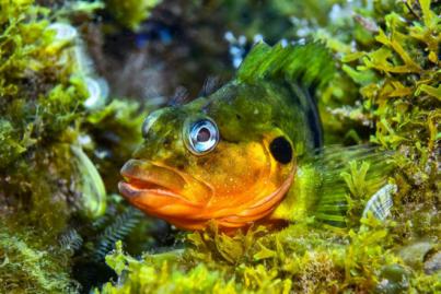 La riqueza marina de la costa de El Rosario protagonizó el Campeonato de Canarias de Cazafotosub 2022