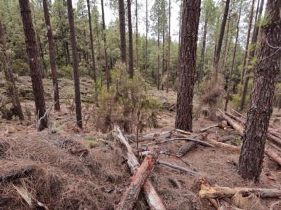 CC-PNC impulsa la redacción del Plan de Montes de Tenerife