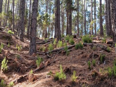 CC-PNC advierte del peligro de incendios forestales y solicita una mejor gestión del monte