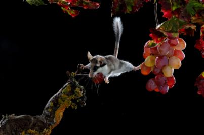 La IX edición del Festival Naturajazz cierra esta semana con Kike Perdomo y Manou Gallo