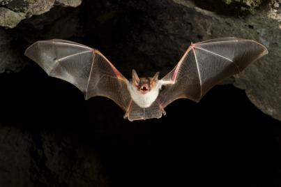 Naturajazz abre inscripciones para participar en la IX edición del concurso internacional de fotografía