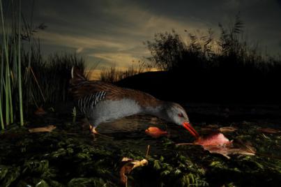 El proyecto ‘Luz, color y naturaleza’ se proclama ganador absoluto de Naturajazz