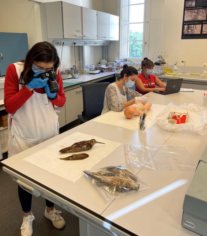 Museos de Tenerife incorpora a 18 jóvenes a su plantilla para catalogar, proteger y conservar sus colecciones