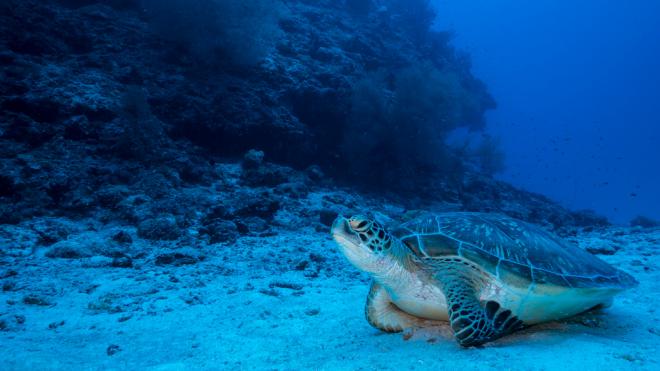 Censo Oceánico, expedición para descubrir la biodiversidad marina oculta